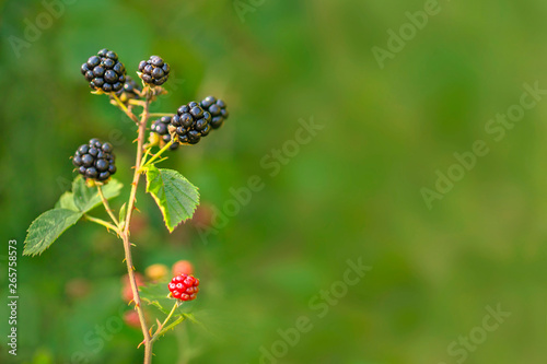 Forest Blackberry growing on bush. Berries on blurred natural green background © FedBul