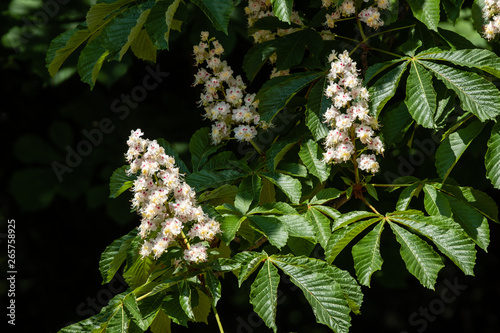 Fleurs de marronnier photo