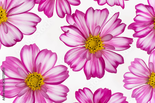 cosmos flower background