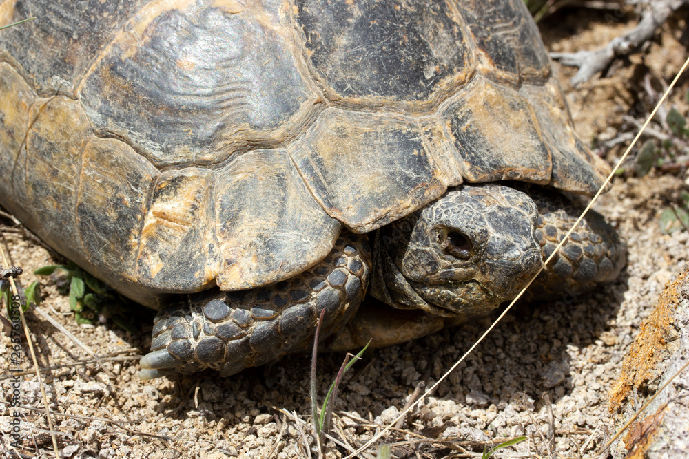 big turtle in nature big turtle in nature