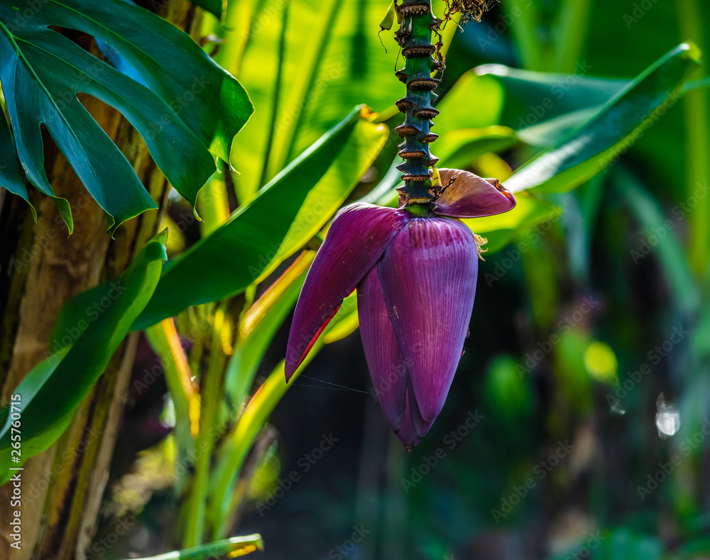 Fleur de bananier Stock Photo Adobe Stock