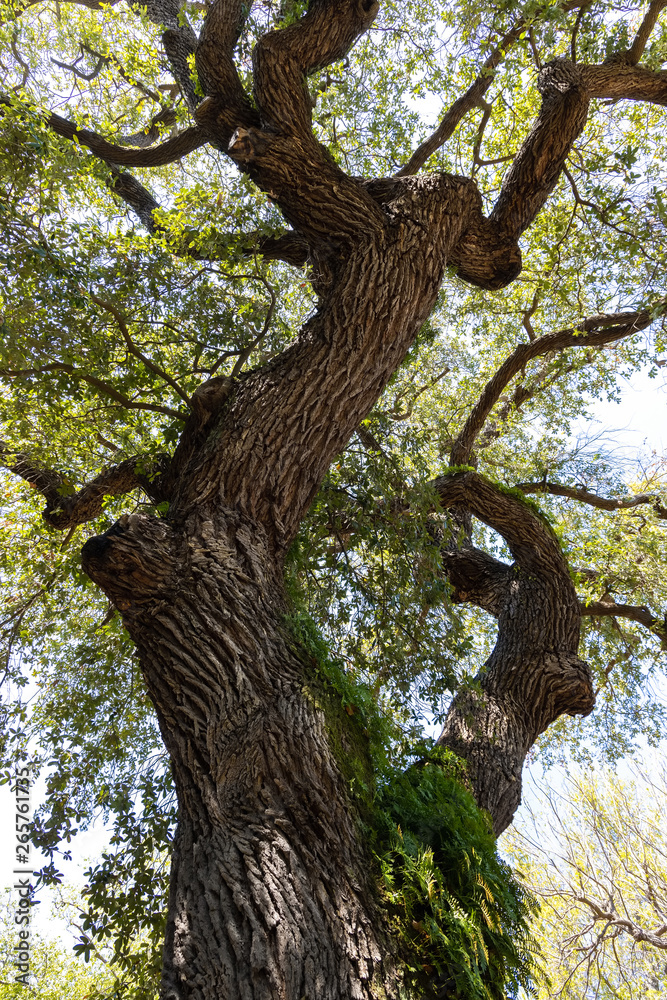 Quercus virginiana, also known as the Southern Live Oak