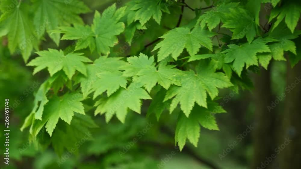 Spring leaves of Amur Maple Acer Japonicum in strong wind Spring leaves of Amur Maple Acer Japonicum in strong wind