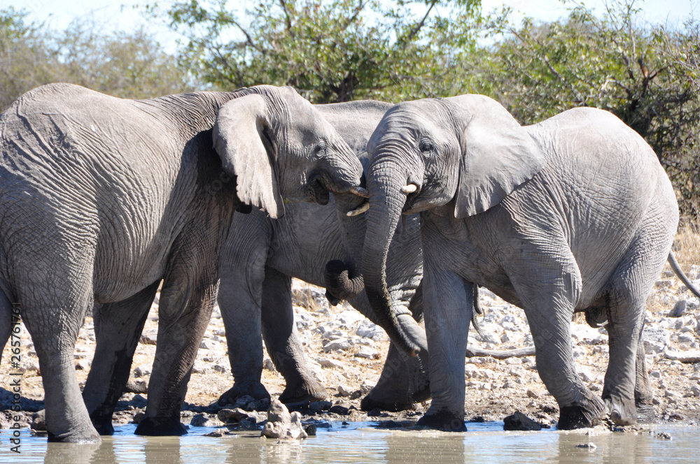 Namibia: A Herd of elephants at the Halali waterhole in Etosha Salt pans