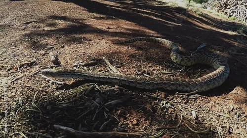 Angry Gopher Snake Attacks Toward Camera