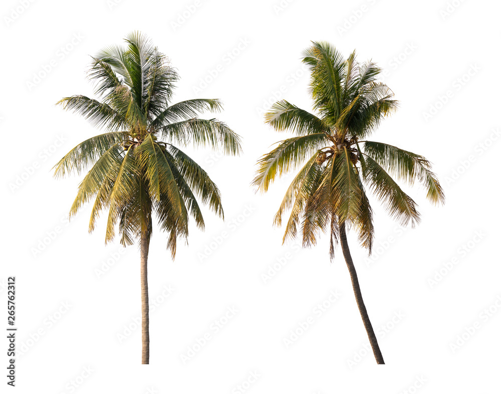 Obraz premium Coconut trees isolated white background