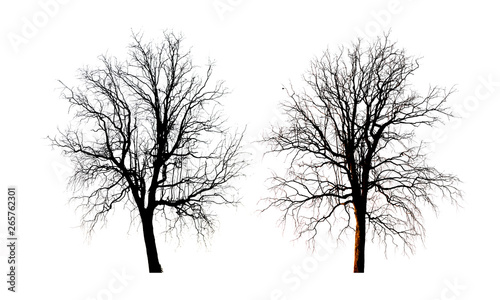 silhouettes bare tree isolated on white background