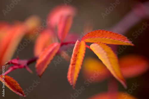 colorful sumac leaves in autumn