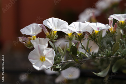 Convolvulus cneorum (Shrubby Bindweed) growing in Monterosso Liguria Italy photo