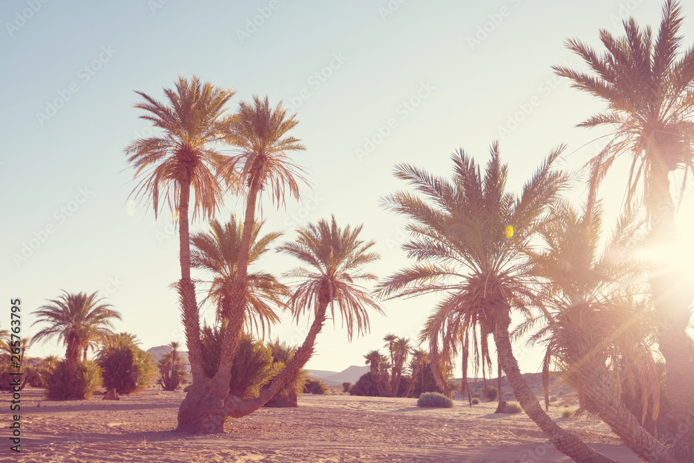 Palm in Morocco