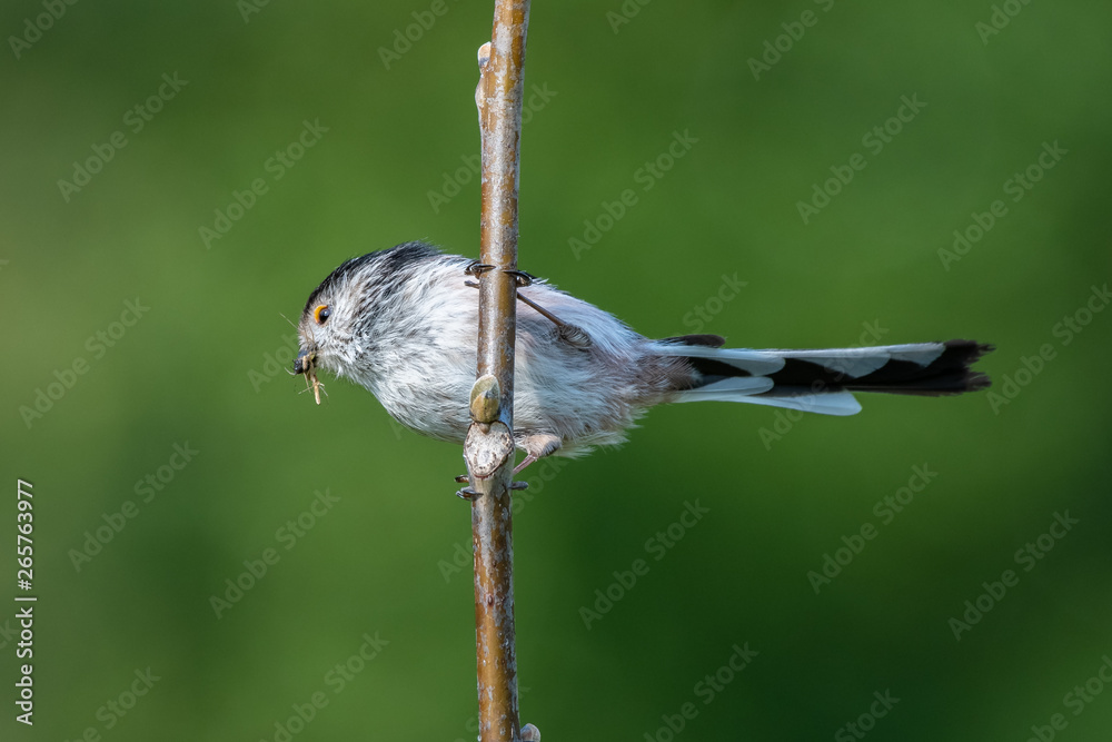Naklejka premium Long-tailed tit (Aegithalos caudatus) with insects in its bill.