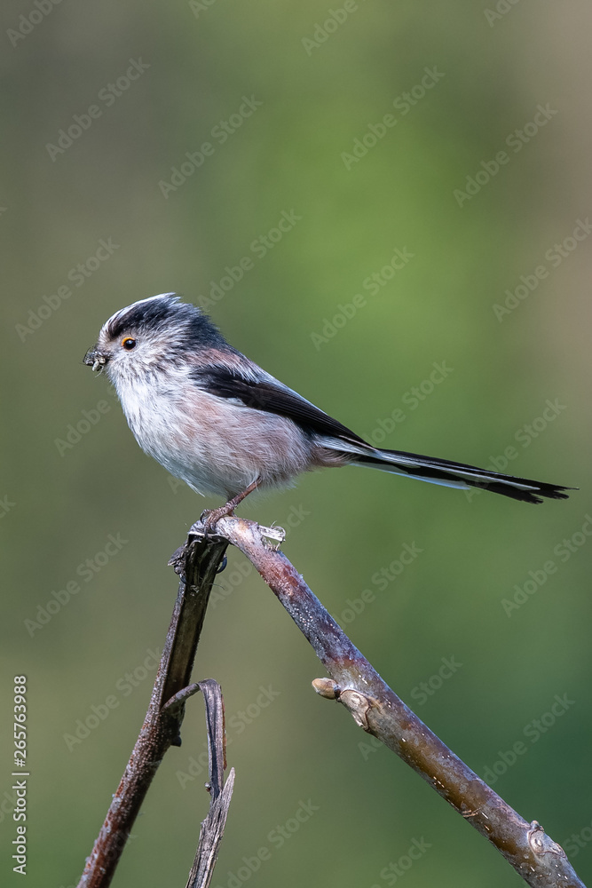 Long-tailed tit (Aegithalos caudatus) with insects in its bill. Long-tailed tit (Aegithalos caudatus) with insects in its bill.