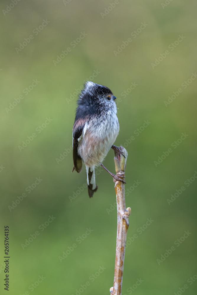 Naklejka premium Long tailed tit (Aegithalos caudatus)