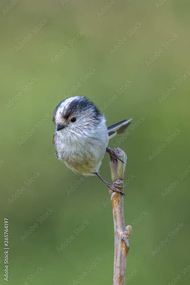 Fototapeta premium Long tailed tit (Aegithalos caudatus)