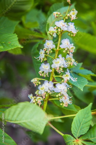 Aesculus -  horse chestnut tree blooming in the spring