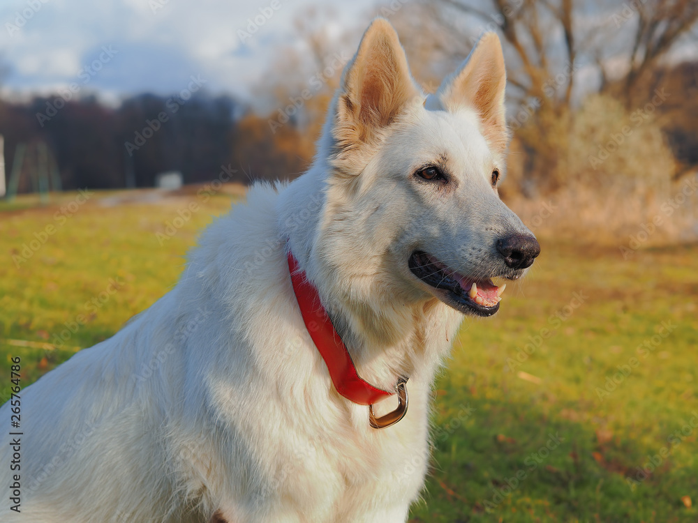 Dog White Swiss Shepherd playing at the nature Dog White Swiss Shepherd playing at the nature