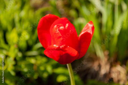 Red tulip in the garden backlit by the bright sun against the background of green grass.