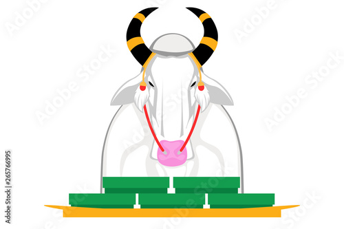 The cow cattle in the royal ceremony are risky. Choose to eat.The Royal Ploughing Ceremony Day