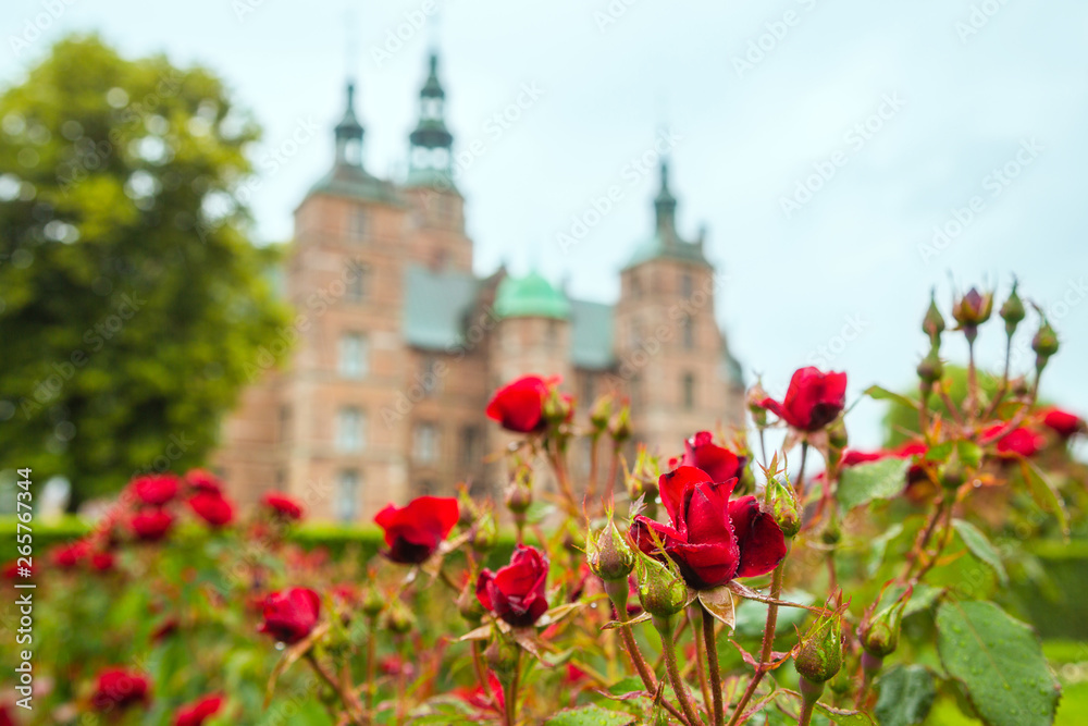 Red roses in small garden near Rosenborg Palace
