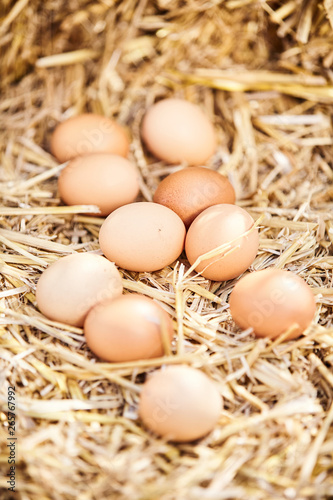 Ten fresh brown hens eggs scattered on straw