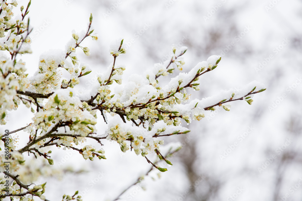 Sudden snowfall covering cherry tree blossoms with snow and ice in springtime in May, Northern Europe. Climate change concept. Sudden snowfall covering cherry tree blossoms with snow and ice in springtime in May, Northern Europe. Climate change concept.