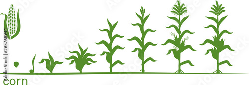 Life cycle of corn  maize  plant. Growth stages from seed to flowering and fruiting plant isolated on white background