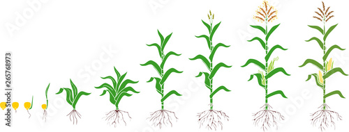 Life cycle of corn (maize) plant. Growth stages from seed to flowering and fruiting plant isolated on white background