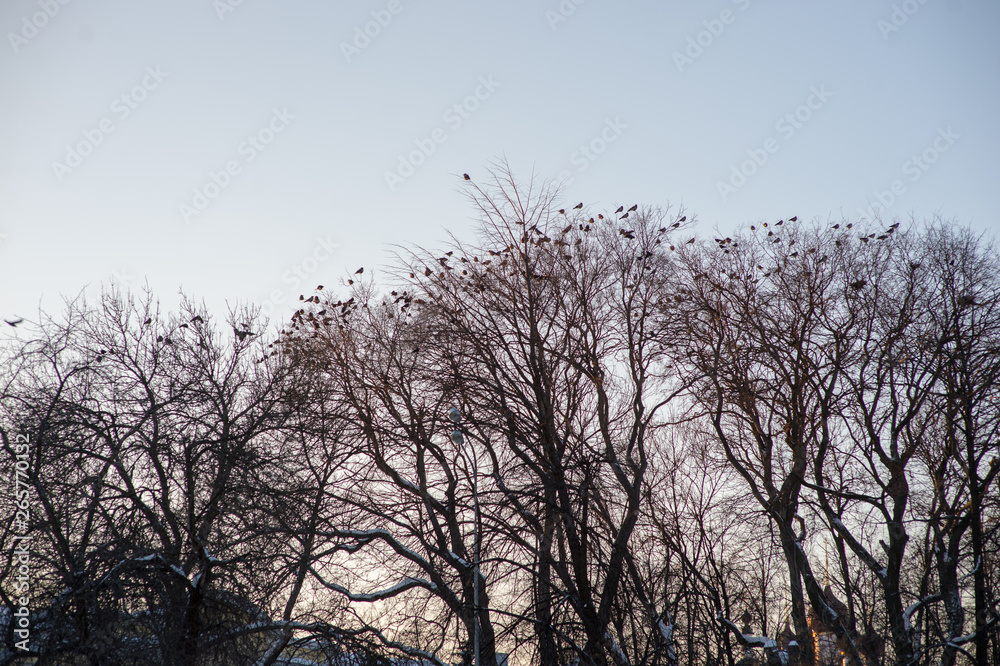 black tree branches. black tree branches.