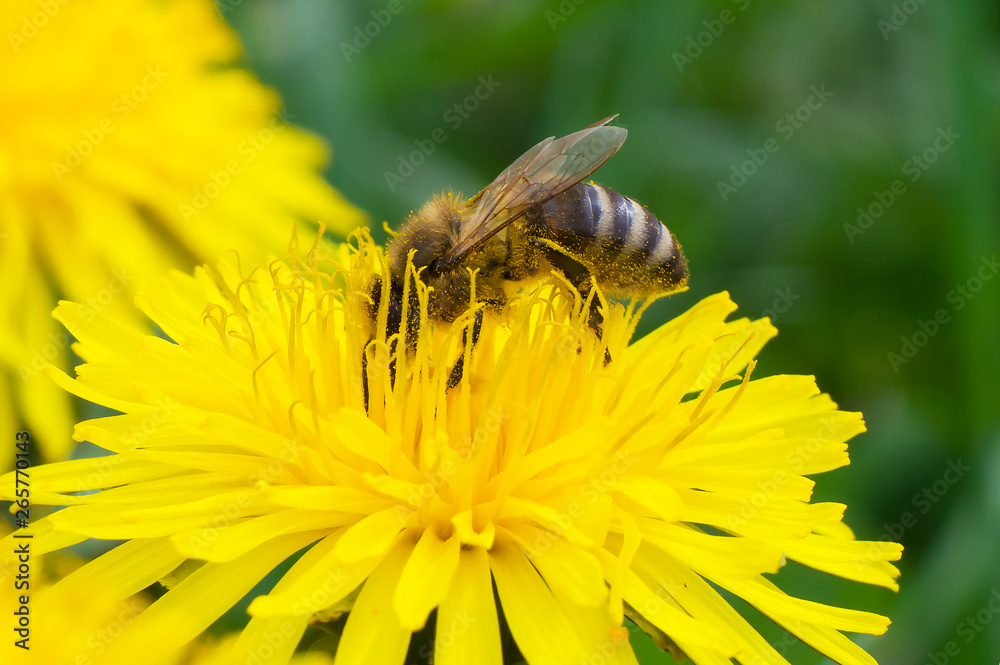 Bright bee collects honey from a yellow flower Bright bee collects honey from a yellow flower