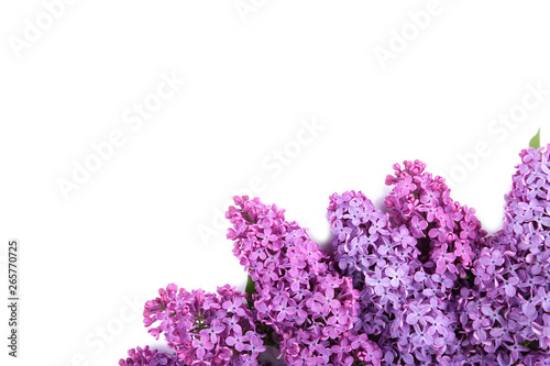 Lilac flowers branch isolated on white background with sample text