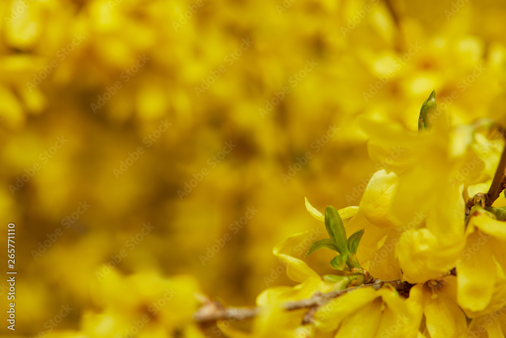 close up of yellow blossoming flowers with petals on tree branches close up of yellow blossoming flowers with petals on tree branches