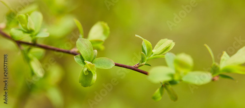 panoramic shot of green leaves on tree branch in springtime