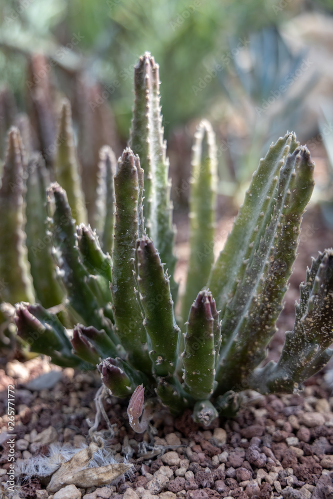 Stapelia grandflora Masson just about to flower Stapelia grandflora Masson just about to flower