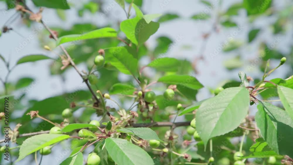 spring cherry fruits begin to ripen spring cherry fruits begin to ripen