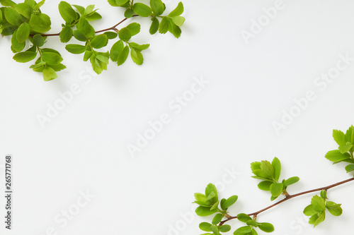 top view of branches with blooming green leaves in corners on white background