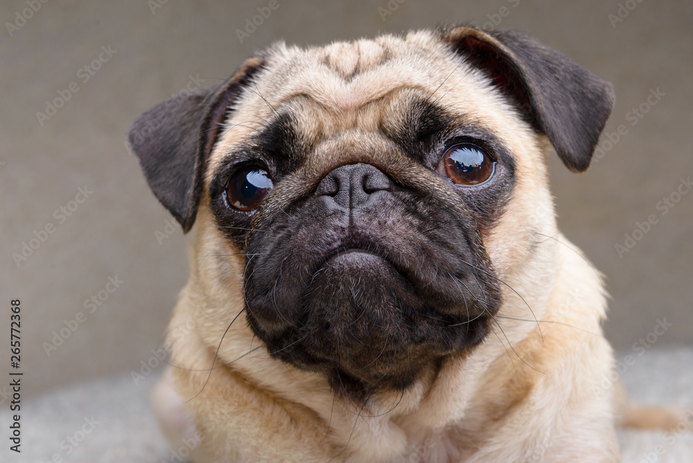 Close-up portrait of an adult pug dog
