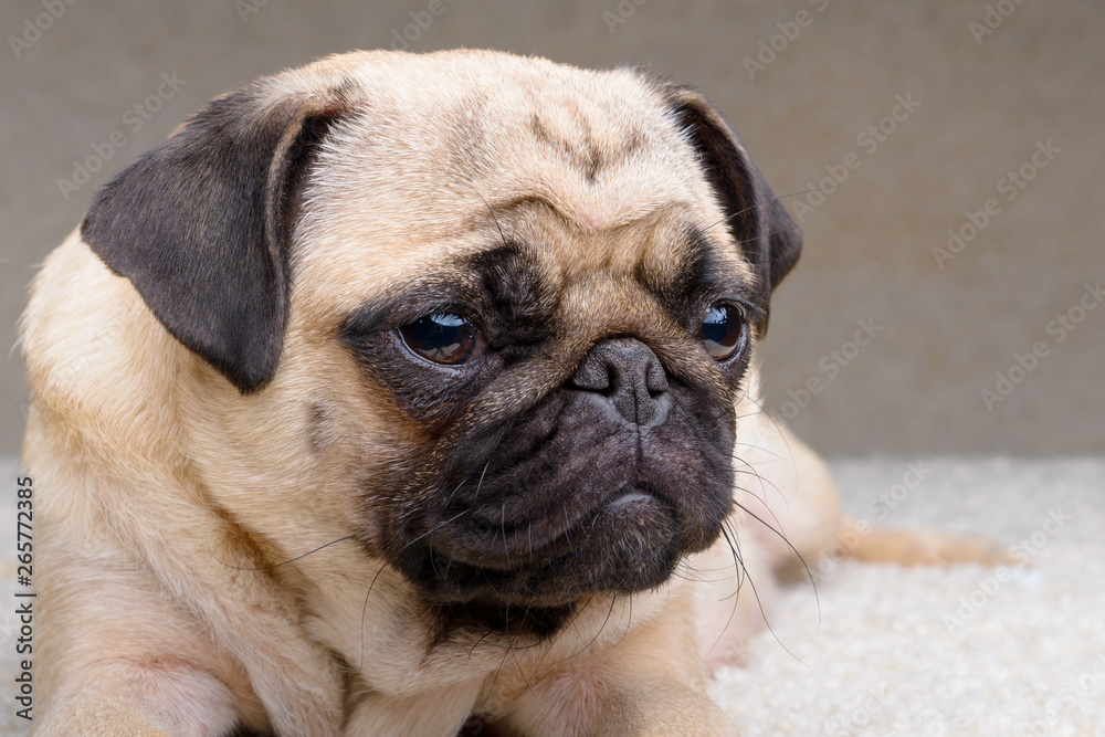 Close-up portrait of an adult pug dog
