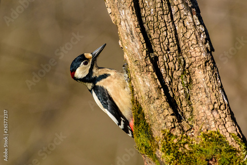 Picchio rosso photo