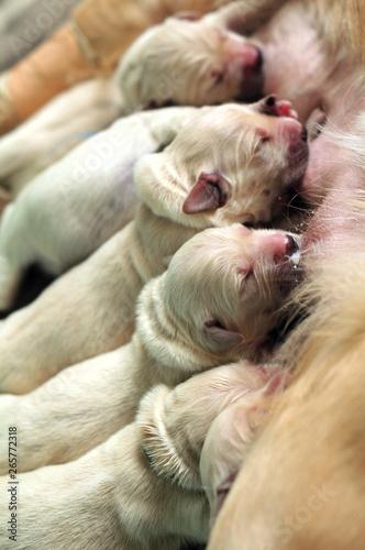 Newborn golden retriever puppies feeding © Marina Karkalicheva