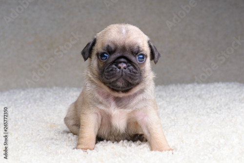 pug puppy