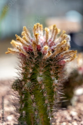 Eriosyce paucicostata (F.Ritter) Ferryman just finished flowering photo