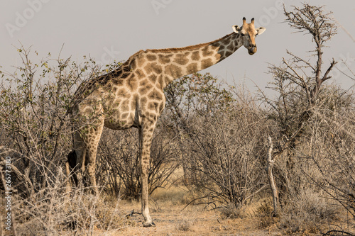 A giraffe in the African savannah  Etosha Park in Namibia