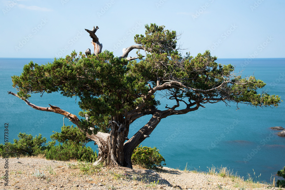 Relic juniper on the rocky shore of the Black Sea, Crimea Relic juniper on the rocky shore of the Black Sea, Crimea