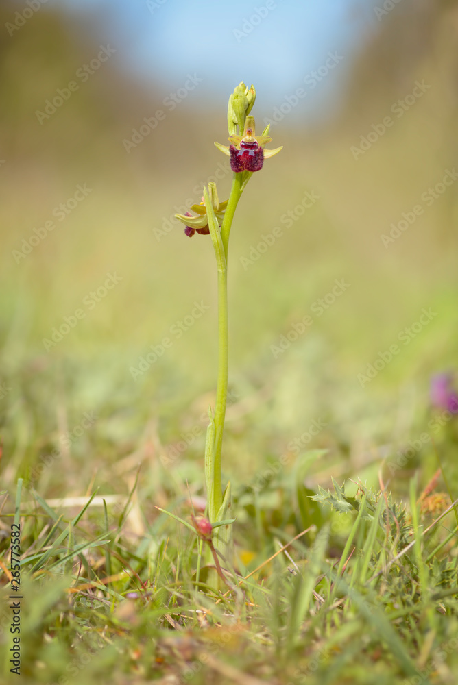 Flowering Ophrys sphegodes - spider orchid Flowering Ophrys sphegodes - spider orchid