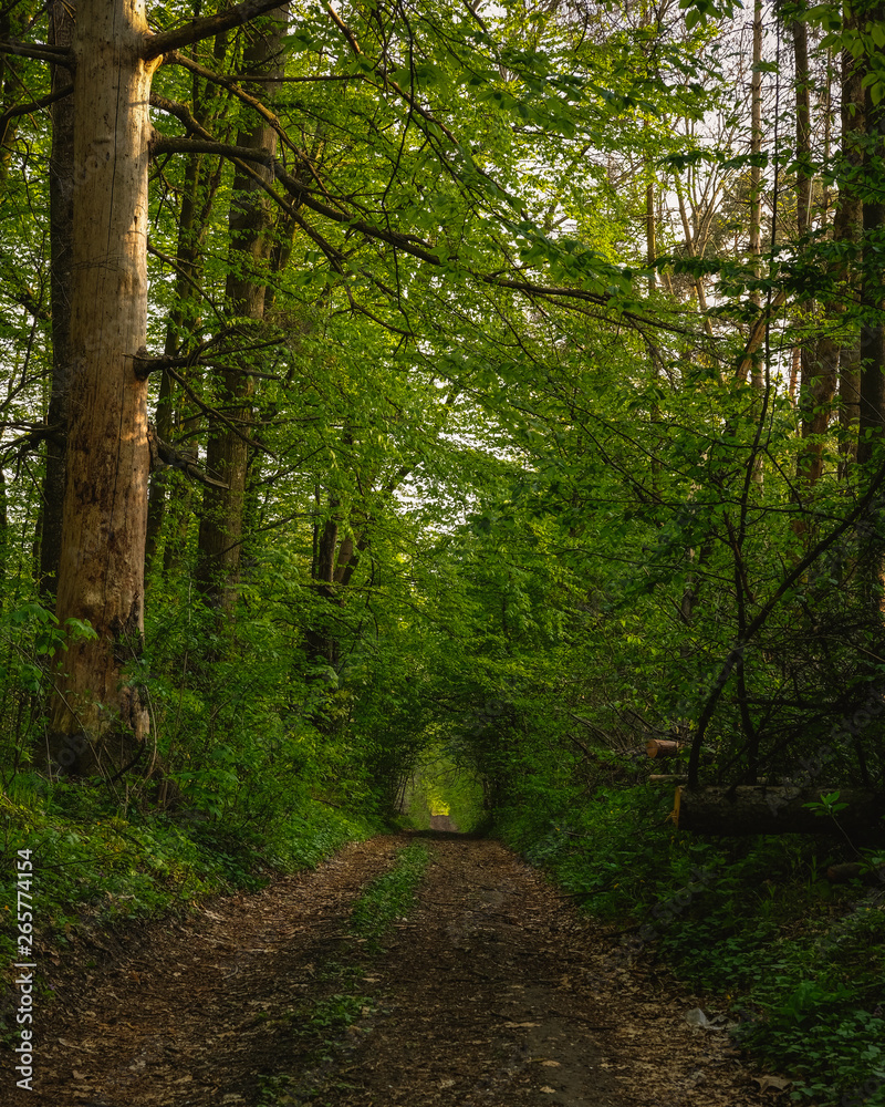 Obraz premium path in the forest