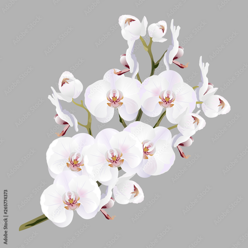 Fototapeta premium White orchid flowers (Phalaenopsis). Realistic vector illustration on gray background.