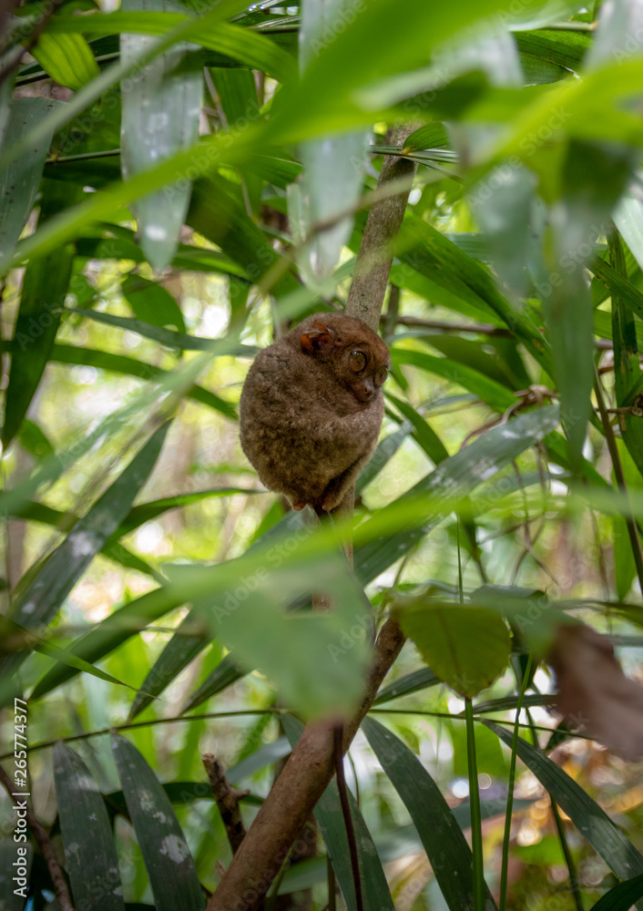 Fototapeta premium tarsier smallest monkey philippines bohol