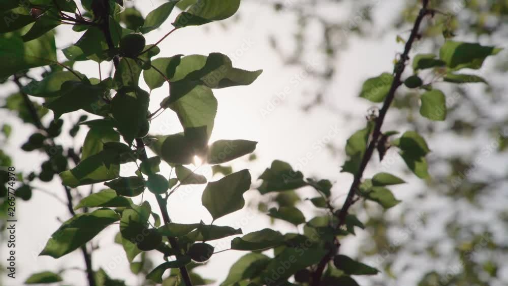 sun shines through the leaves of the tree spring warm time 