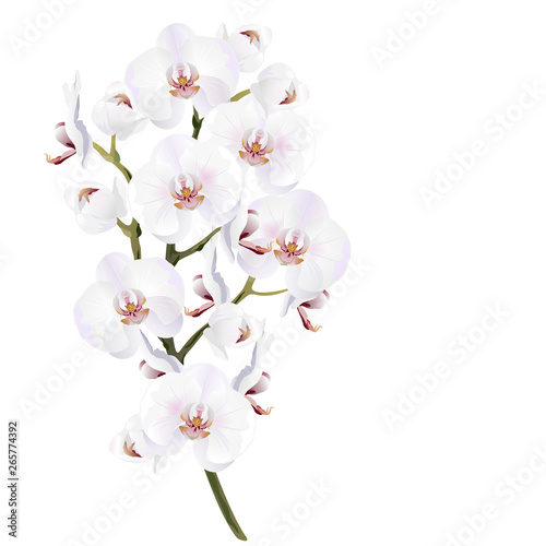 White orchid flowers (Phalaenopsis). Realistic vector illustration on white background.