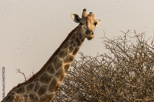 Photography A giraffe in the African savannah, Etosha Park in Namibia